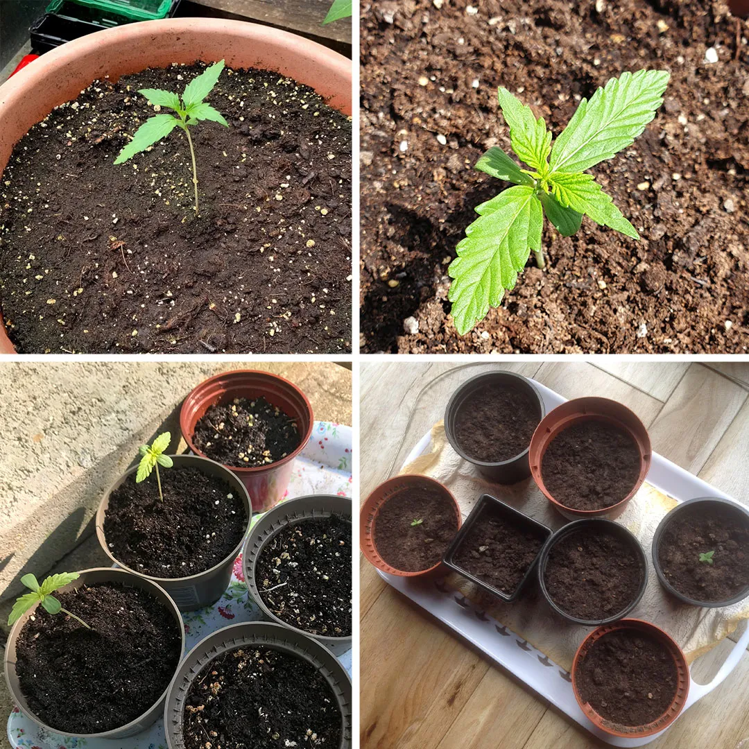 Watering-and-pot-size-issues-for-cannabis-seedlings