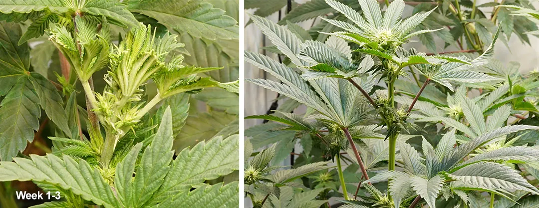 Week-1-3-flowering-of-cannabis-plants