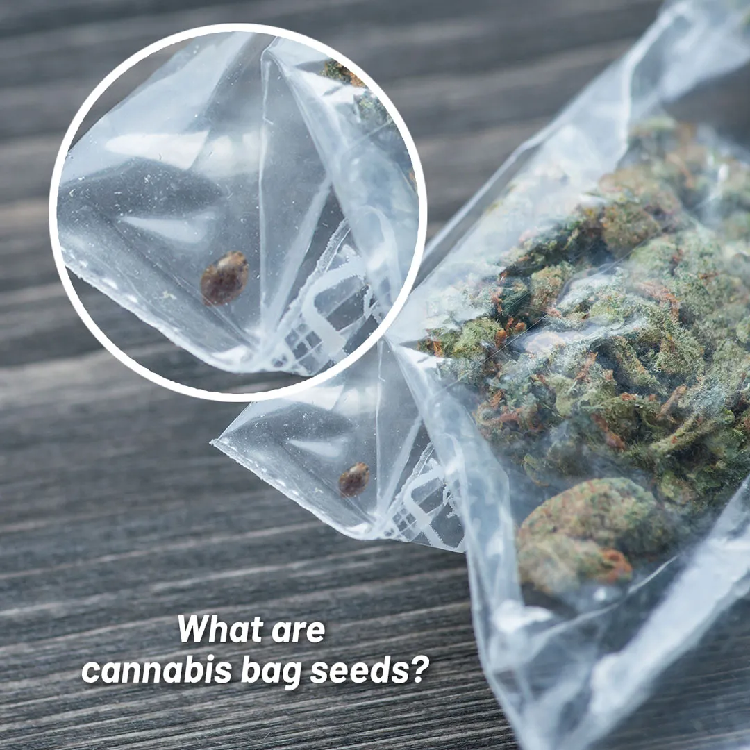 What-are-cannabis-bag-seeds-dutch-passion-seed-company