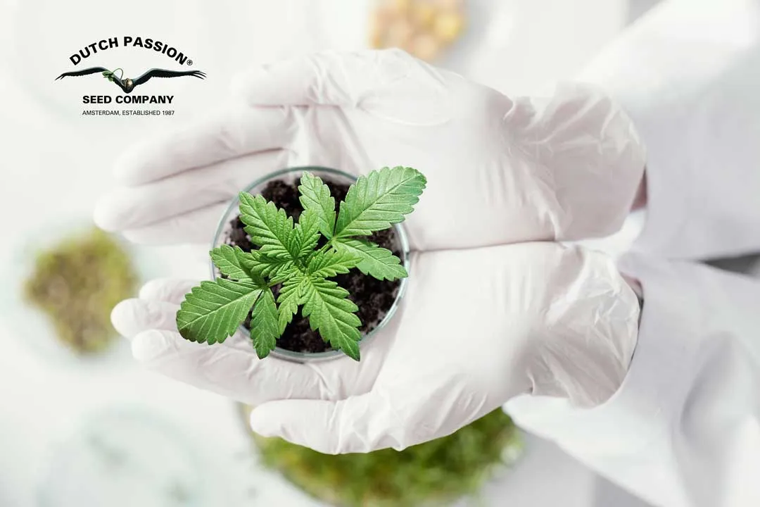 What-are-plant-growth-regulators