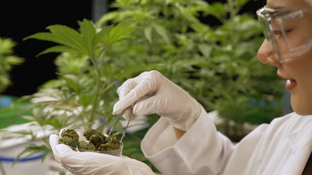 What-are-the-THCP-and-CBDP-cannabinoids