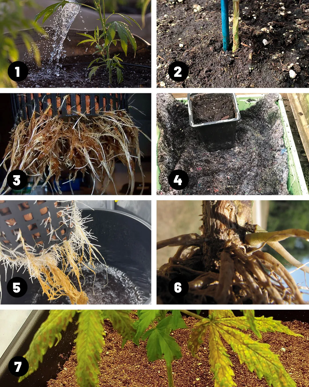 What are the main causes of cannabis root rot