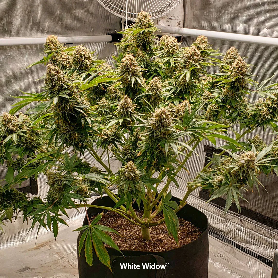 What-does-white-widow-look-like-dutch-passion-cannabis-seeds