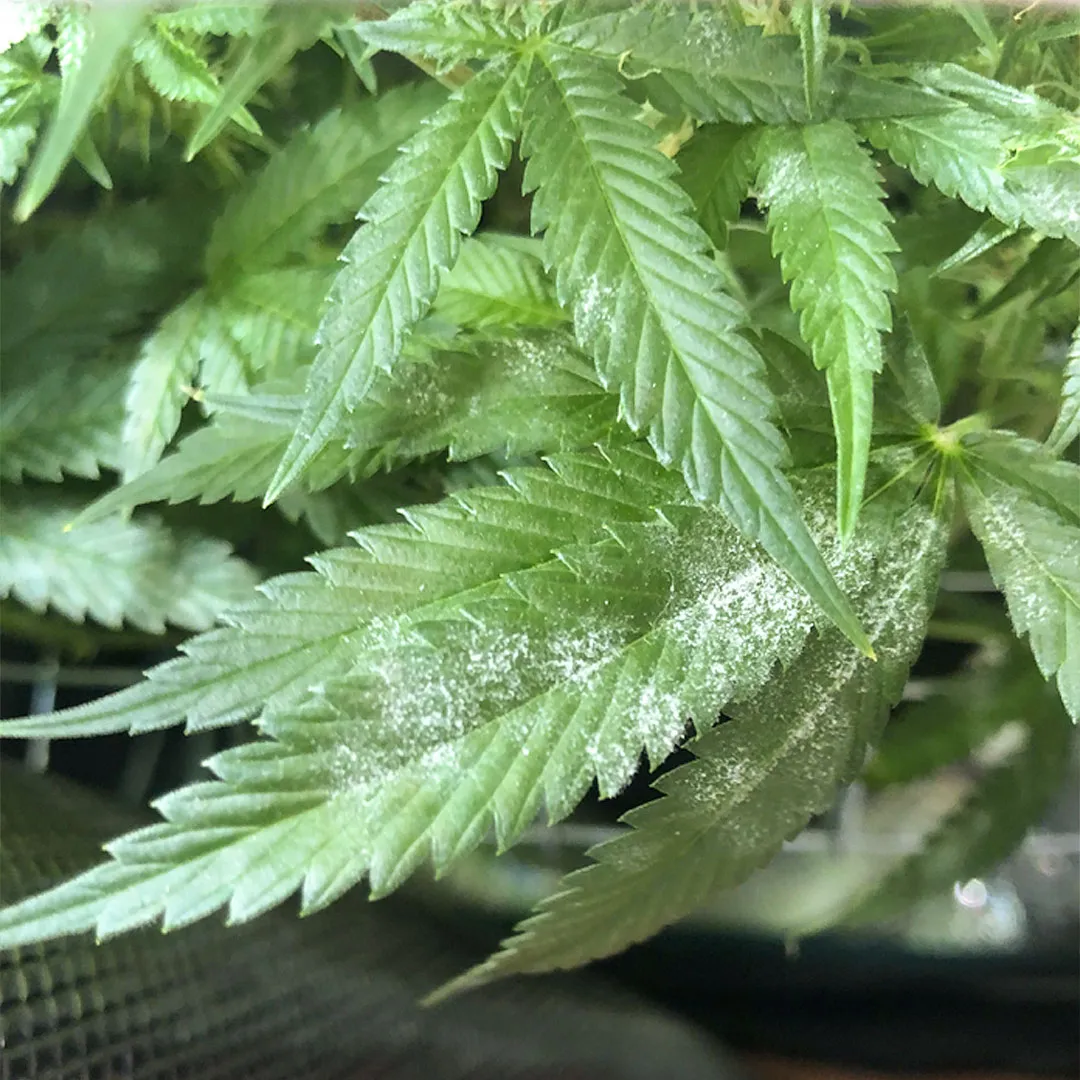 What-is-Powdery-Mildew-on-cannabis