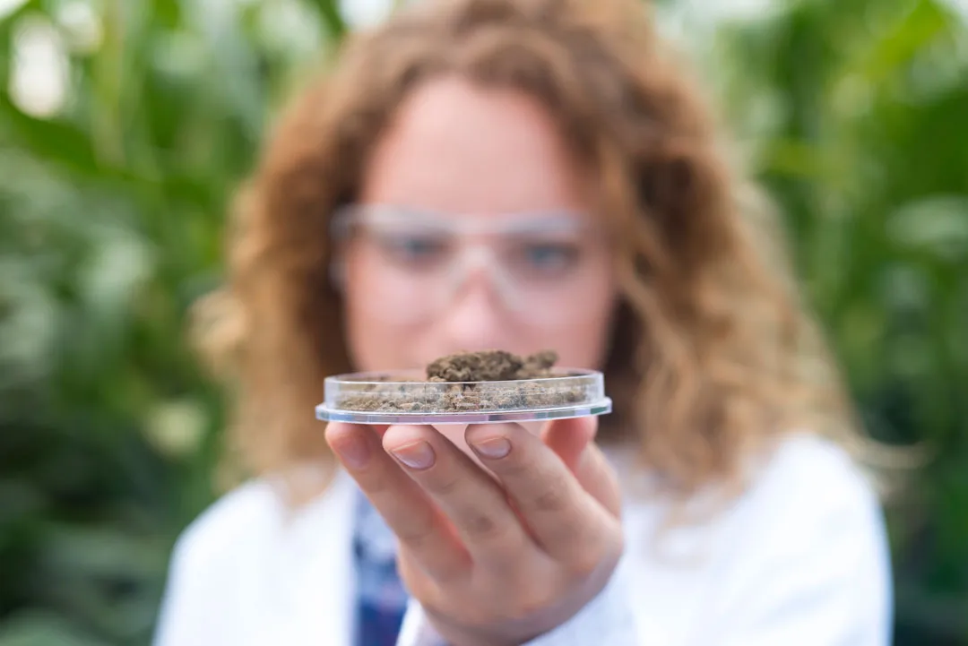 What-is-Triploid-cannabis