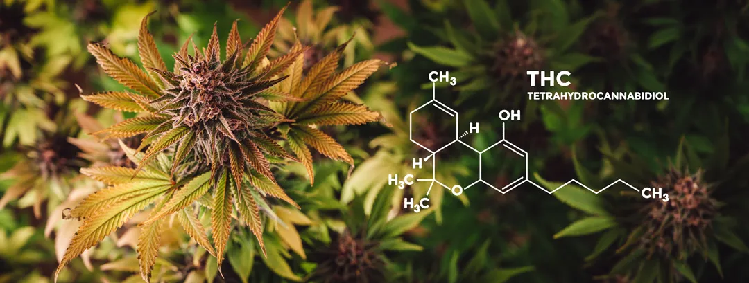 What-is-pure-THC-and-how-does-it-compare-to-THC-flowers