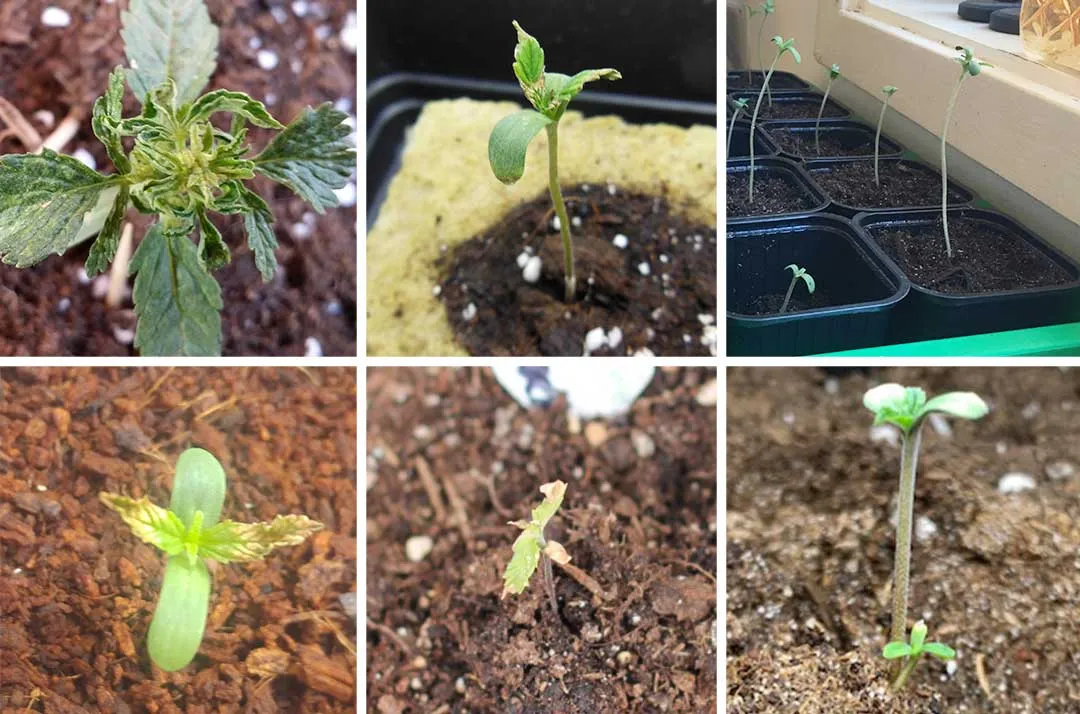 When should you discard a seedling Dutch Passion