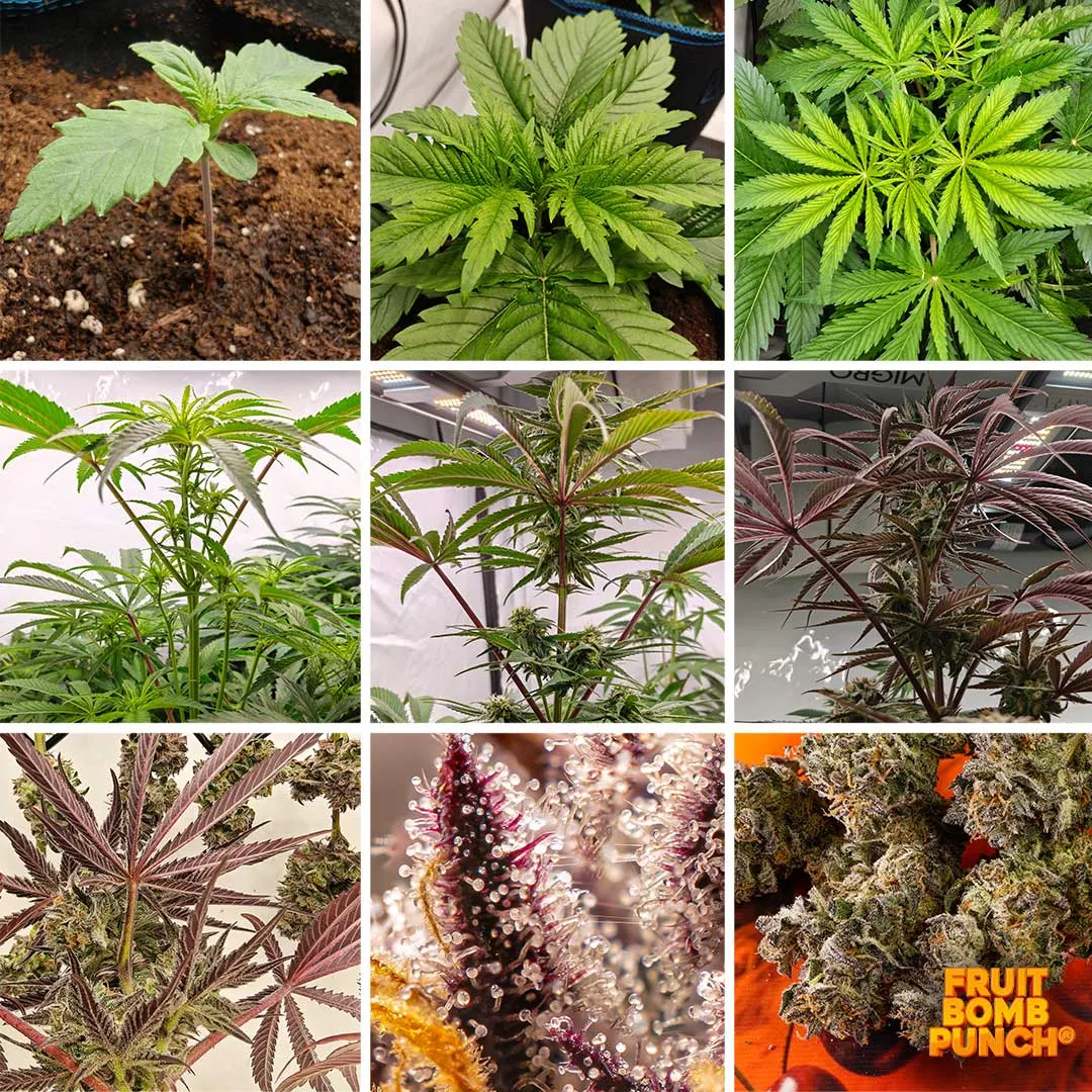 When should you start evaluating cannabis plants Dutch Passion