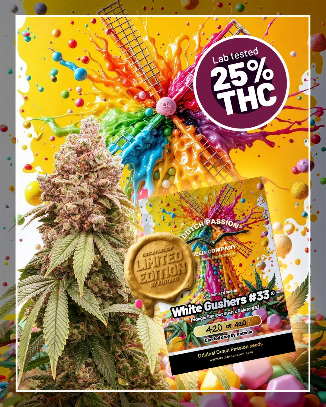 White-Gushers-33-is-a-lab-tested-cannabis-strain-with-extreme-thc-potency