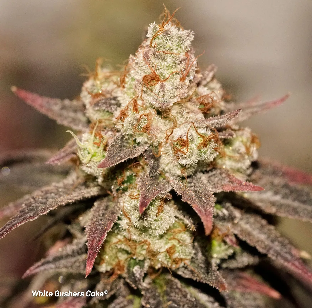 White Gushers Cake frosty feminised cannabis flower