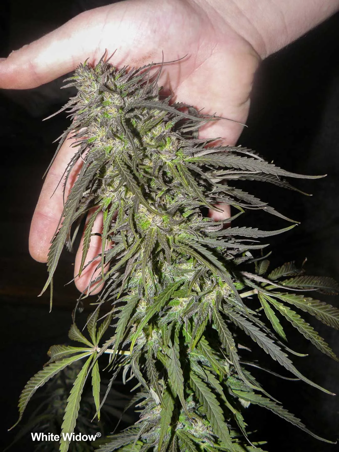 White-Widow-by-dutch-passion-cannabis-seeds