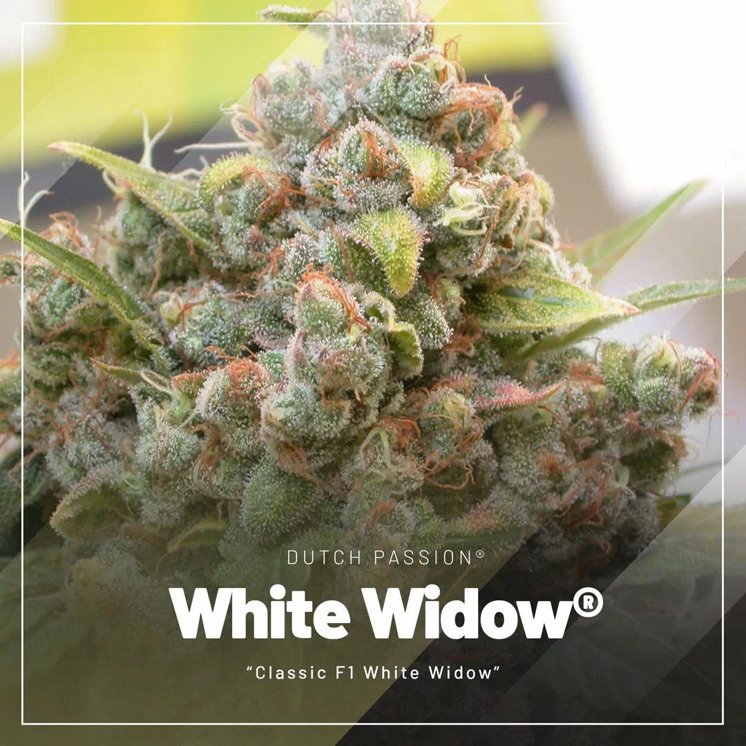 White-Widow-cannabis-seeds-by-Dutch-Passion
