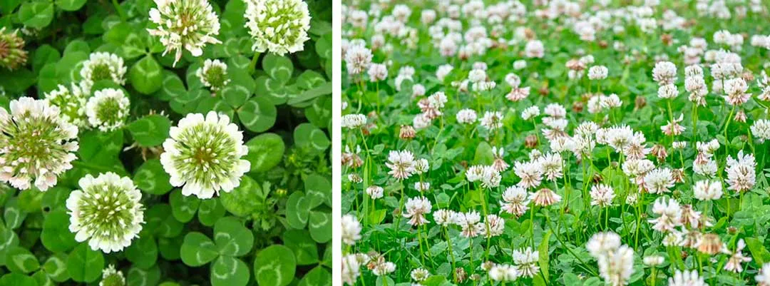 White-clover-produces-a-pest-resistant-living-layer