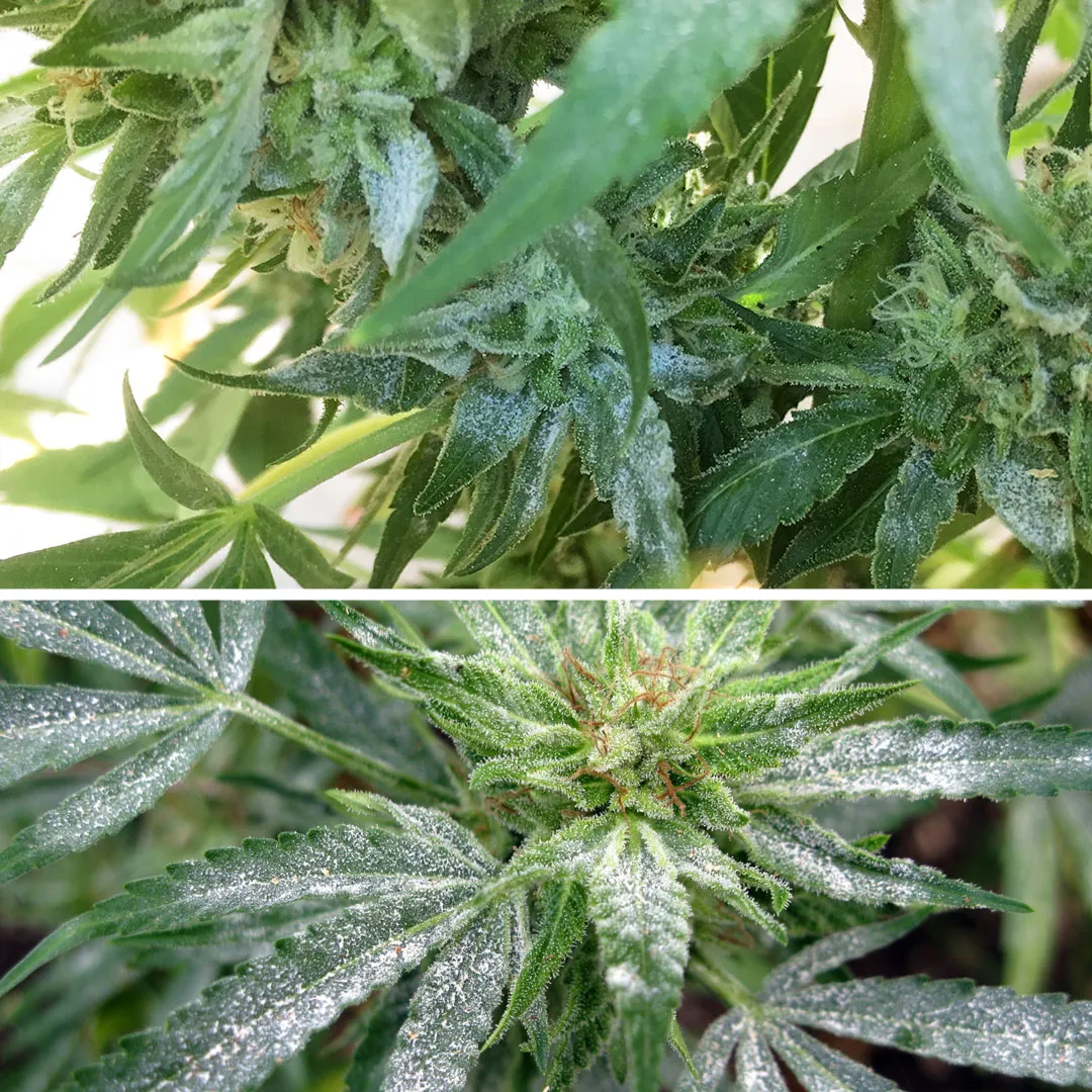 White-powdery-mildew-on-cannabis-plants-image