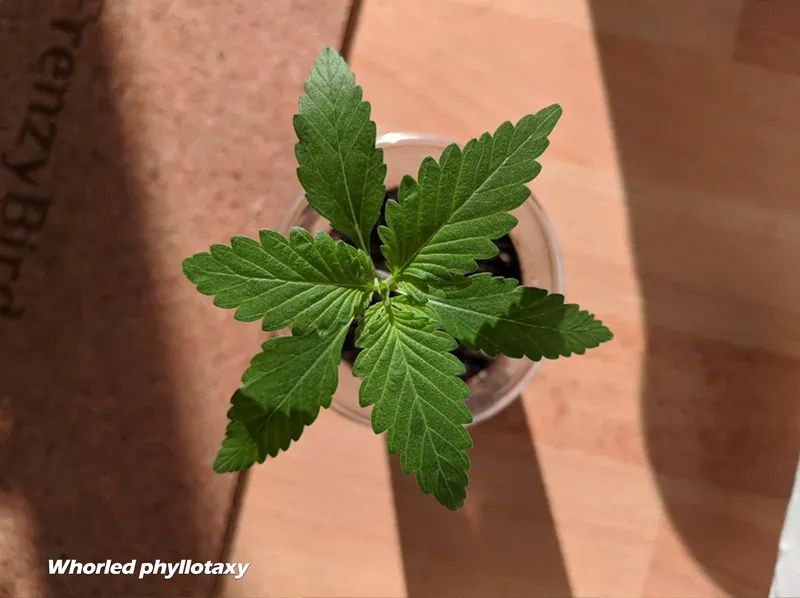 Whorled phyllotaxy - three cannabis leaves