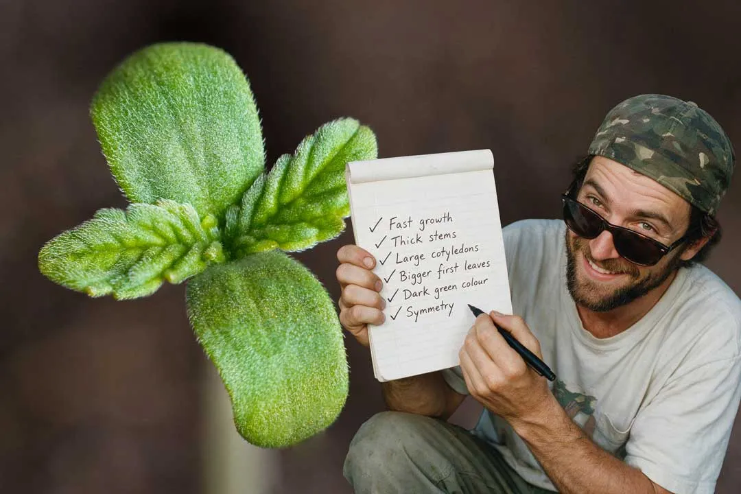 Why growers try to select seedlings Dutch Passion