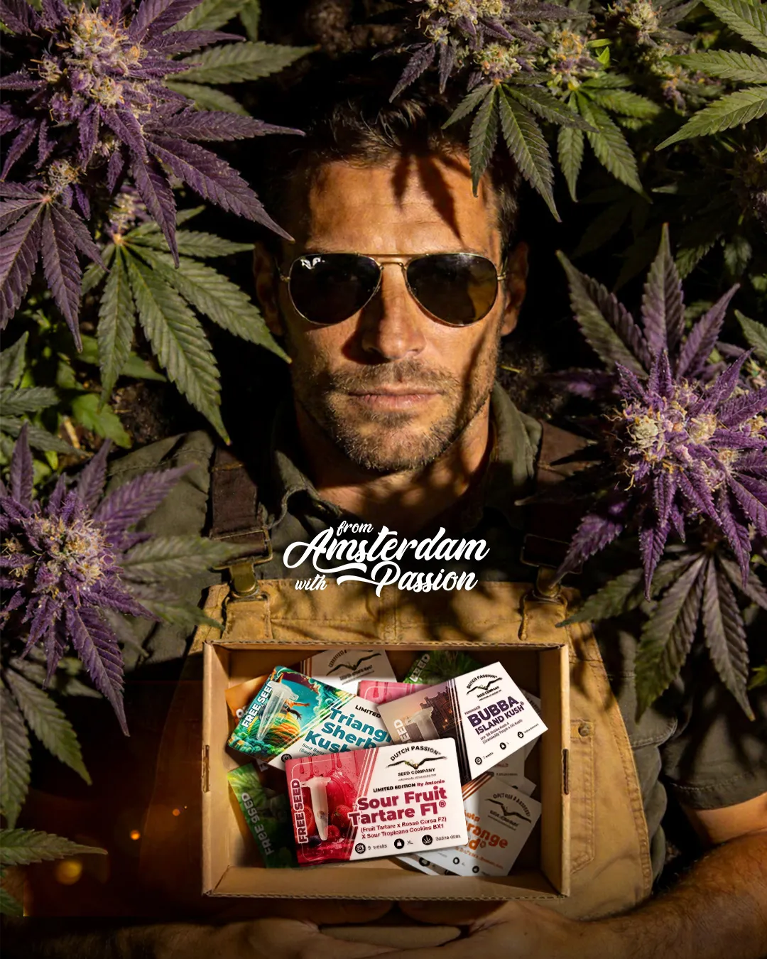 Why many free cannabis seeds never get grown