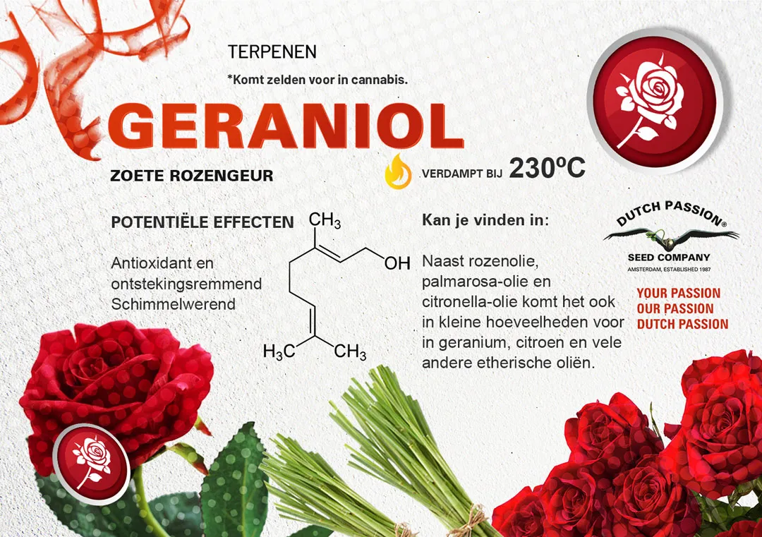 Geraniol cannabis terpene smaak, geur, effecten