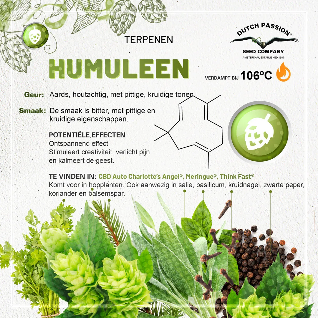 Humuleen cannabis terpene smaak, geur, effecten
