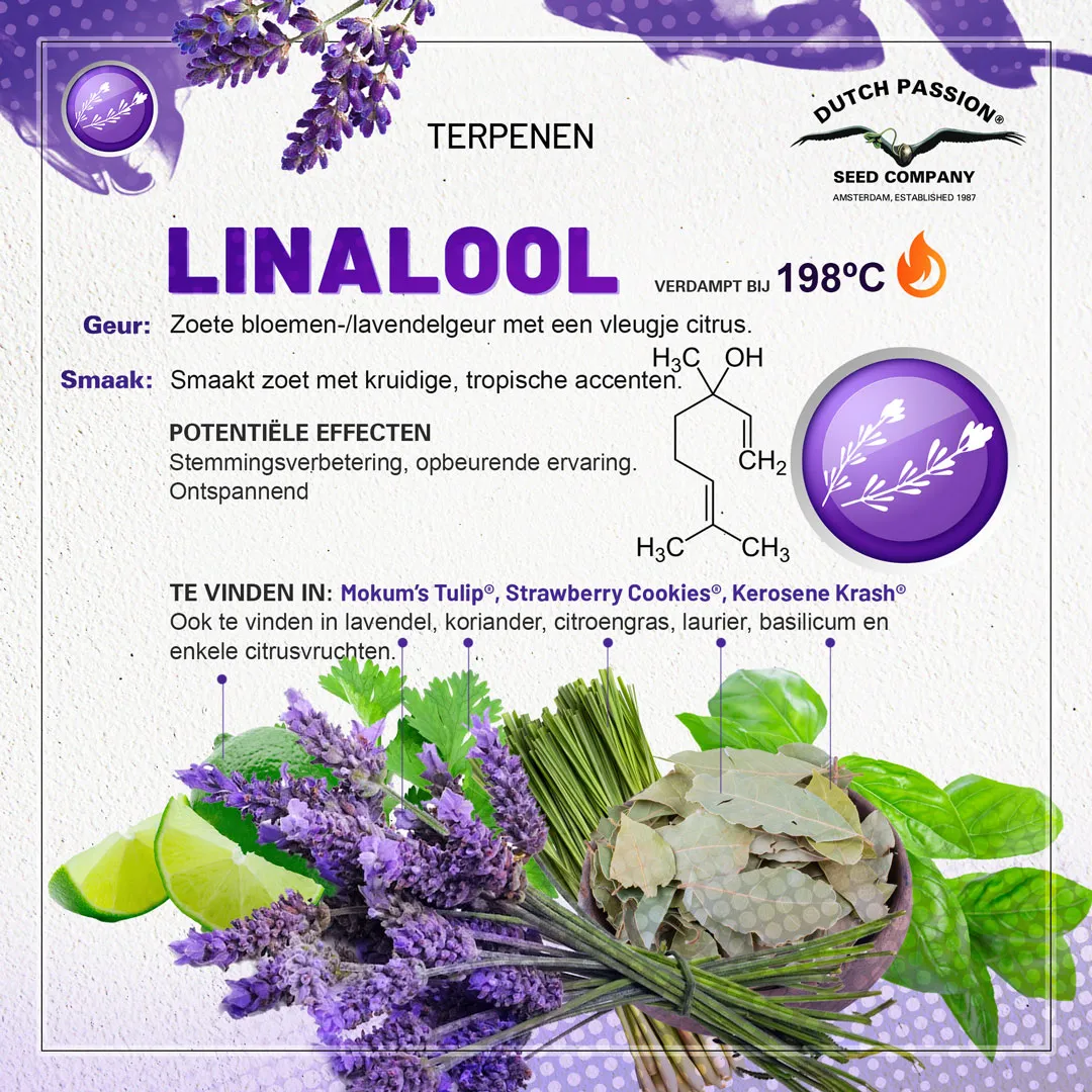 Linalool cannabis terpene smaak, geur, effecten