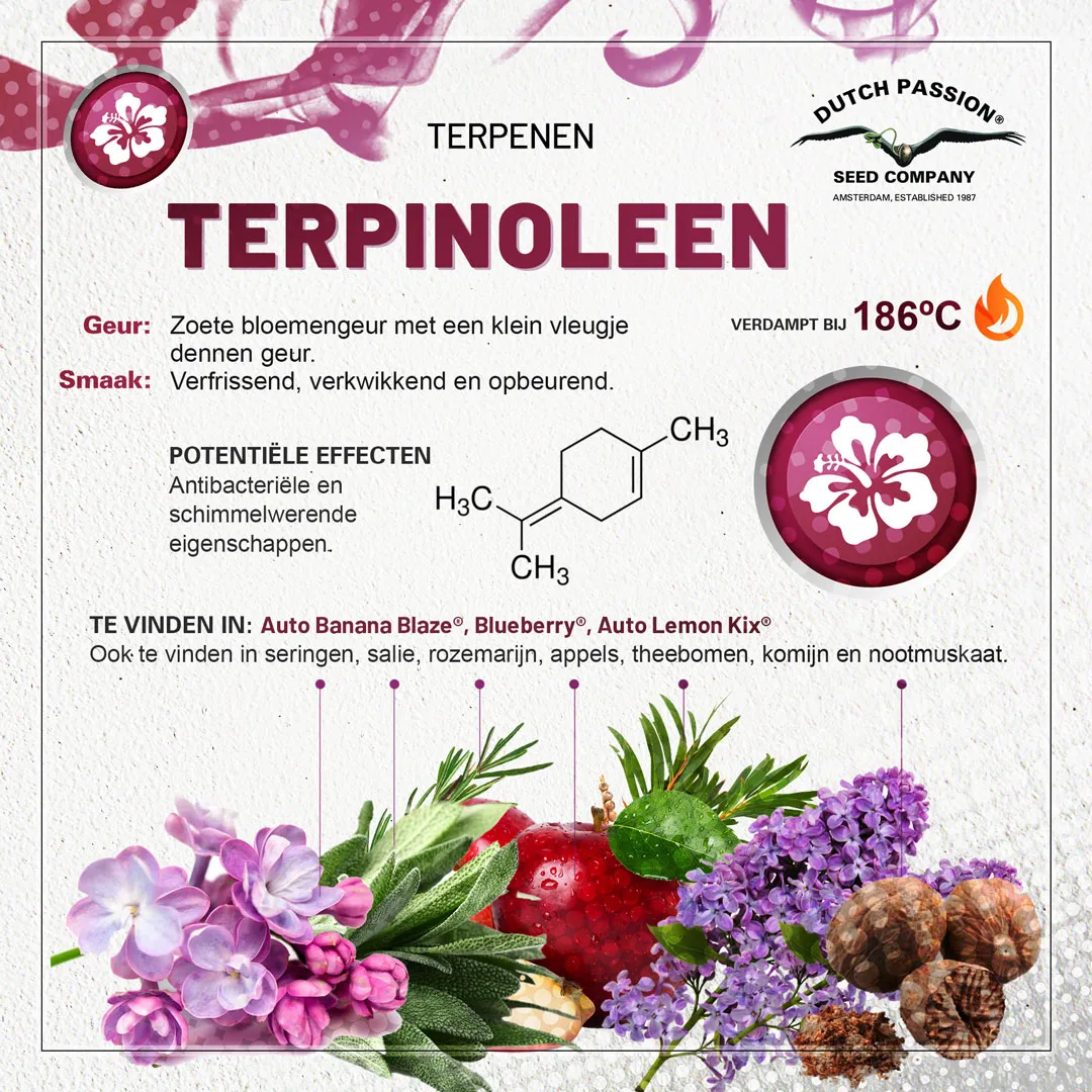 Terpinoleen cannabis terpene smaak, geur, effecten