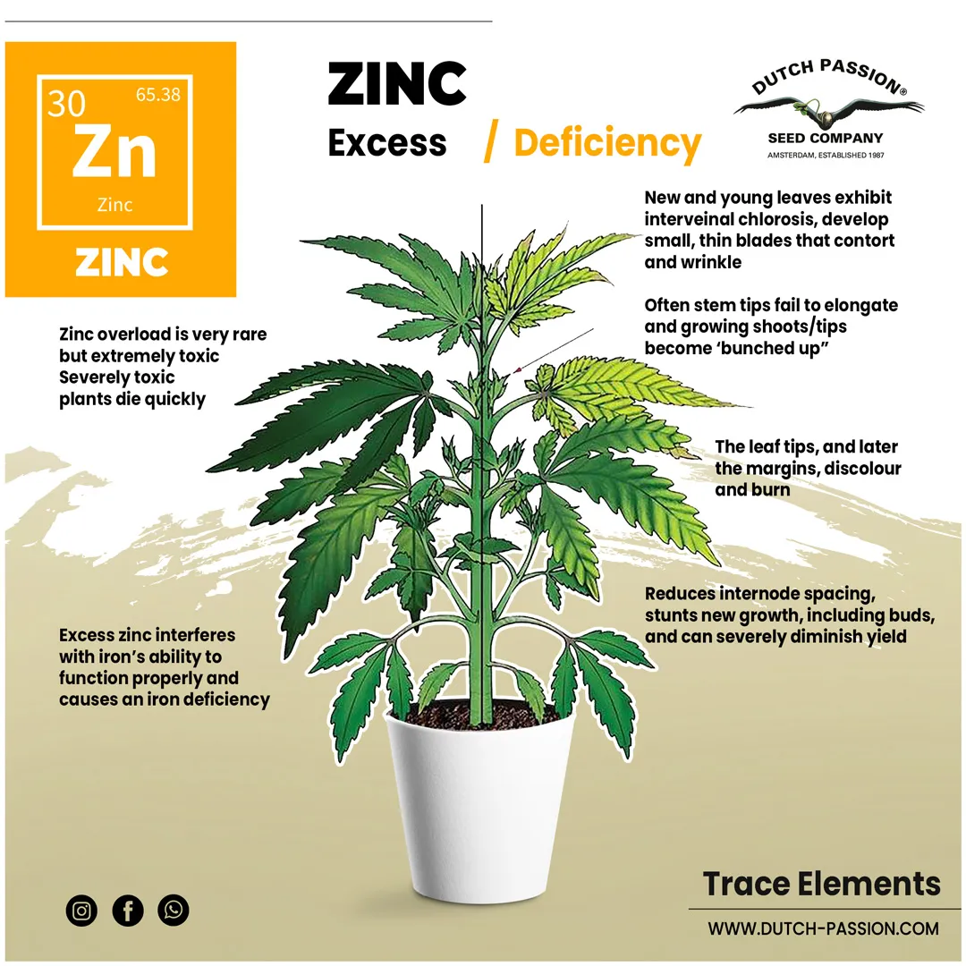 Zinc deficiency in a cannabis plant