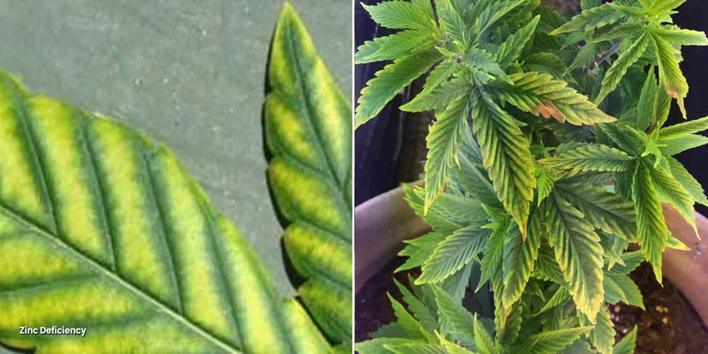Distorted, yellow leaf blades because of a Zinc deficiency
