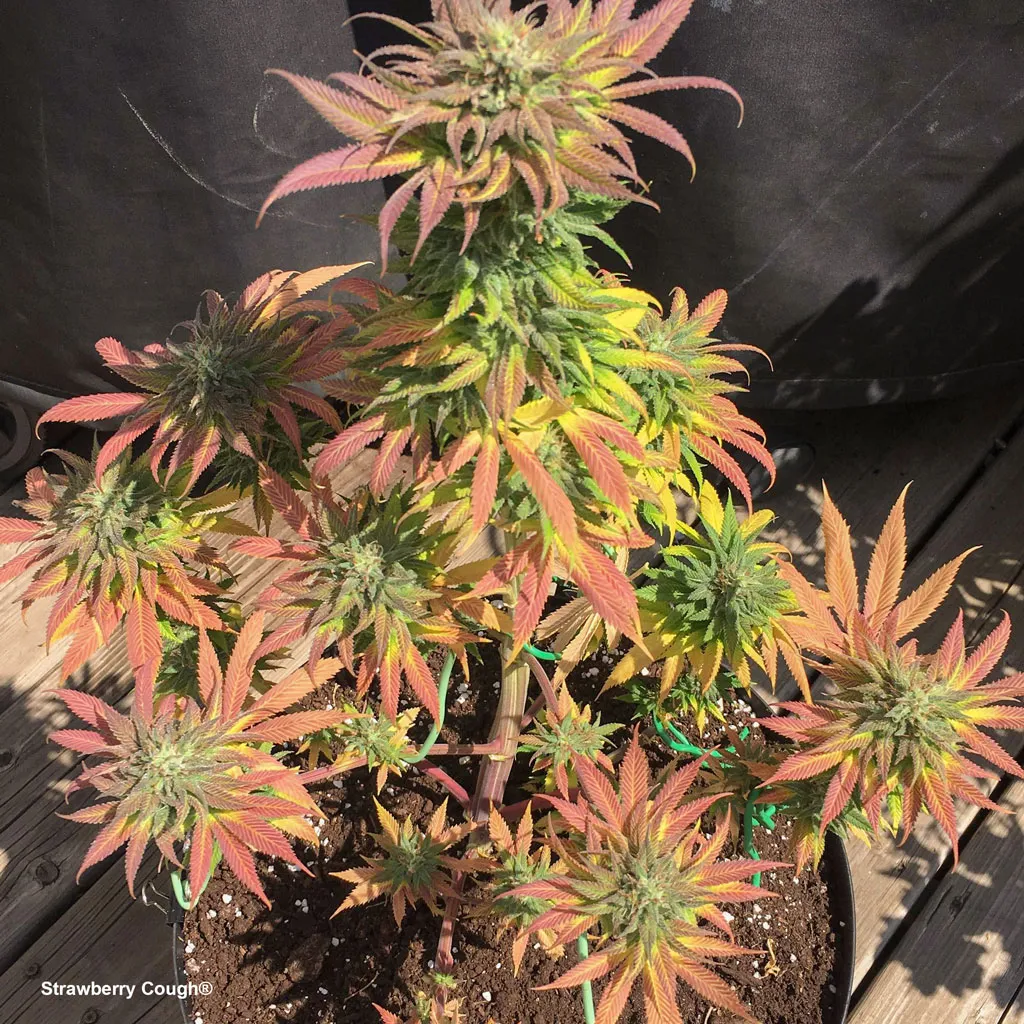 Strawberry Cough showing amazing fall colours