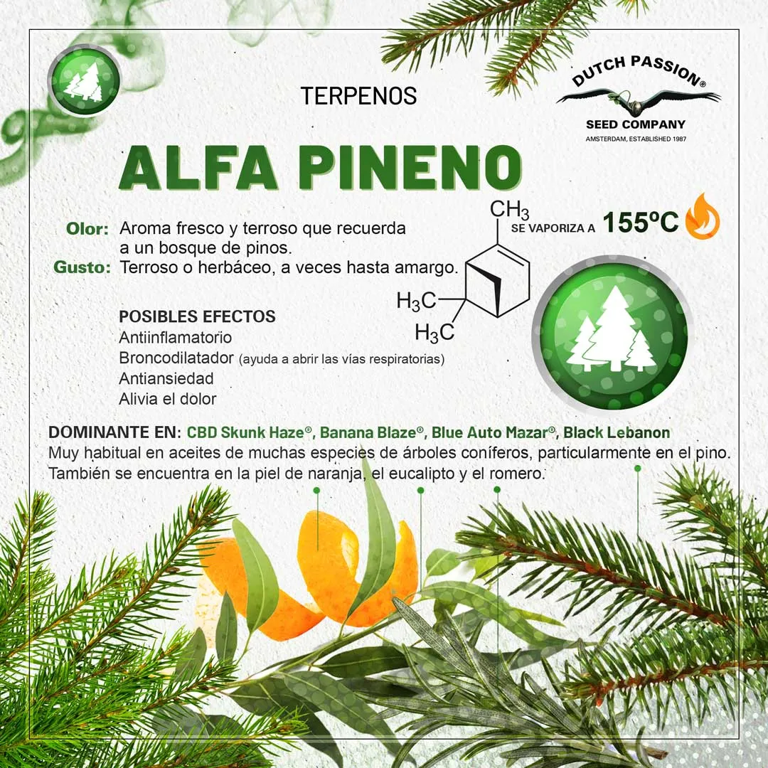 Alfa-pineno: Guia de olor gusto y efectos