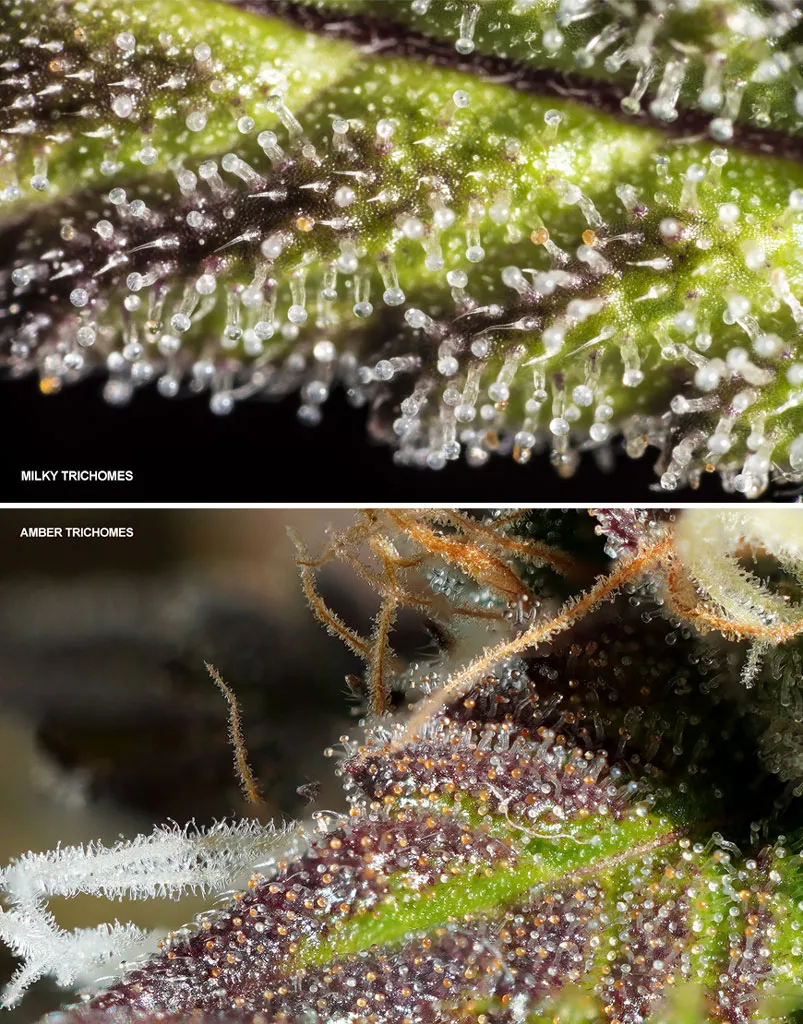 Amber and milky trichomes