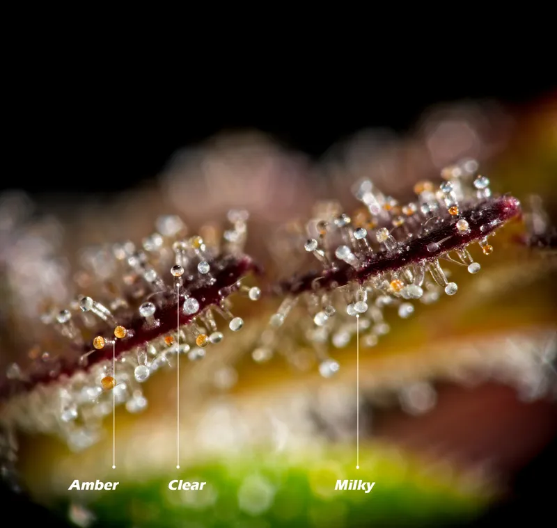 Amber, clear and milky trichomes