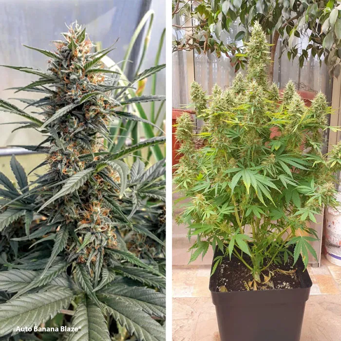 Auto Banana Blaze 