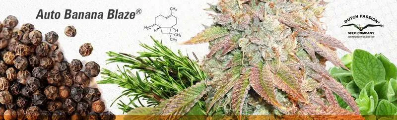 Auto Banana Blaze Beta-caryophyllene