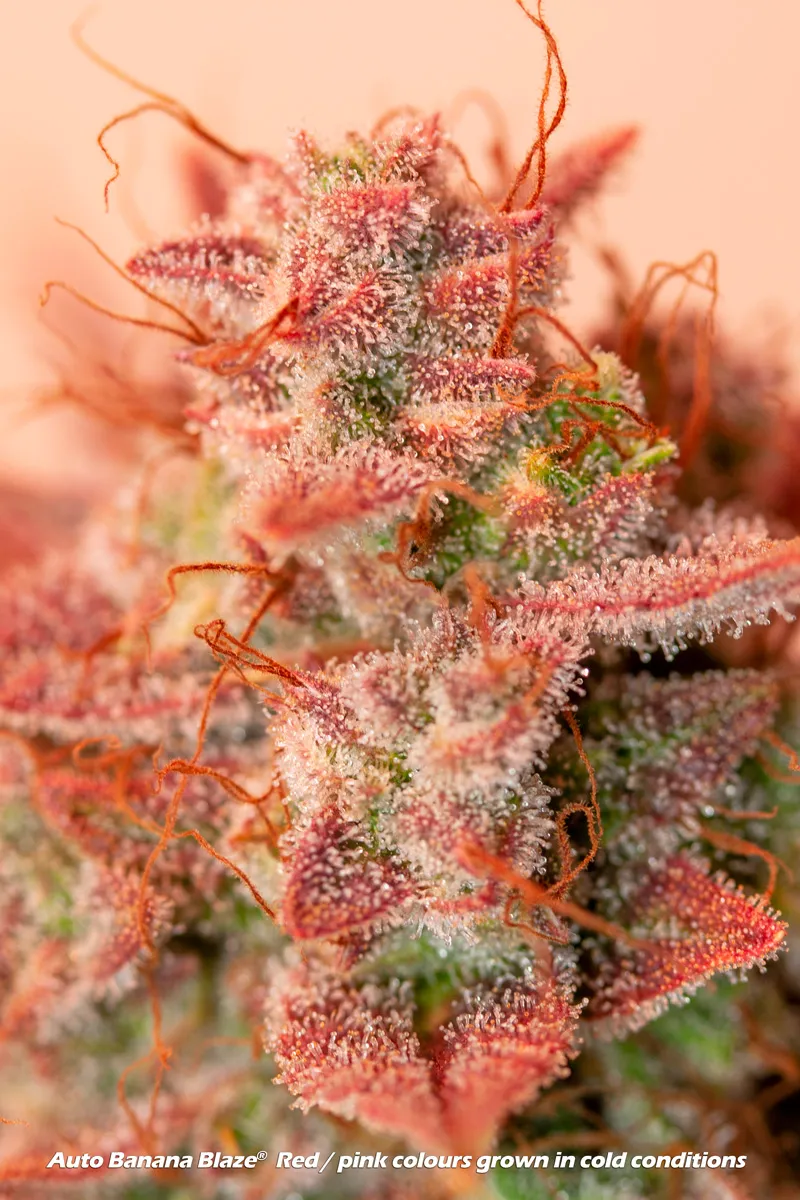 Auto Banana Blaze. Delicious red/pink colours and taste complement a powerful high