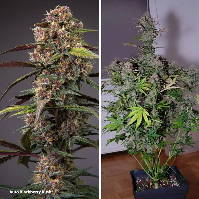 Auto Blackberry Kush