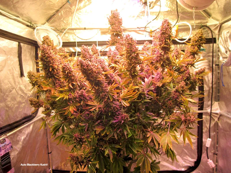 Auto Blackberry Kush