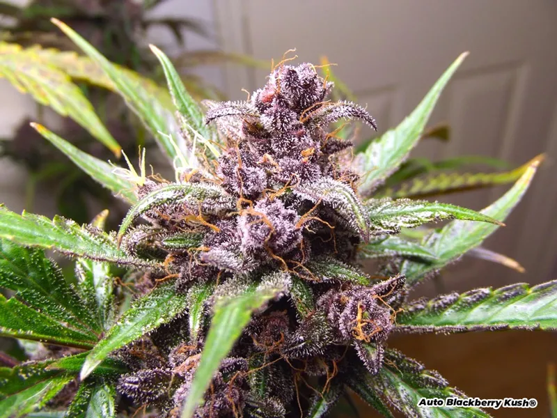 Auto Blackberry Kush purple phenotype