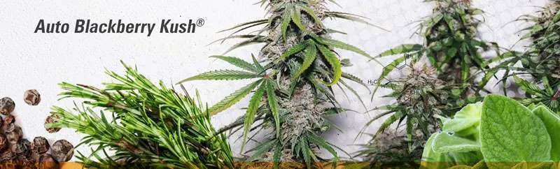 Auto Blackbery Kush Beta-caryophyllene