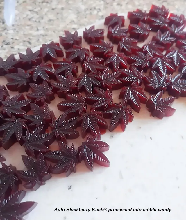 Produkty spożywcze. Konsumuj marihuanę z pożywieniem