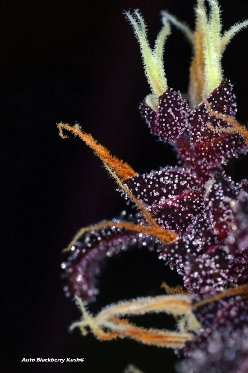 Up-close macro picture of Auto Blackberry Kush