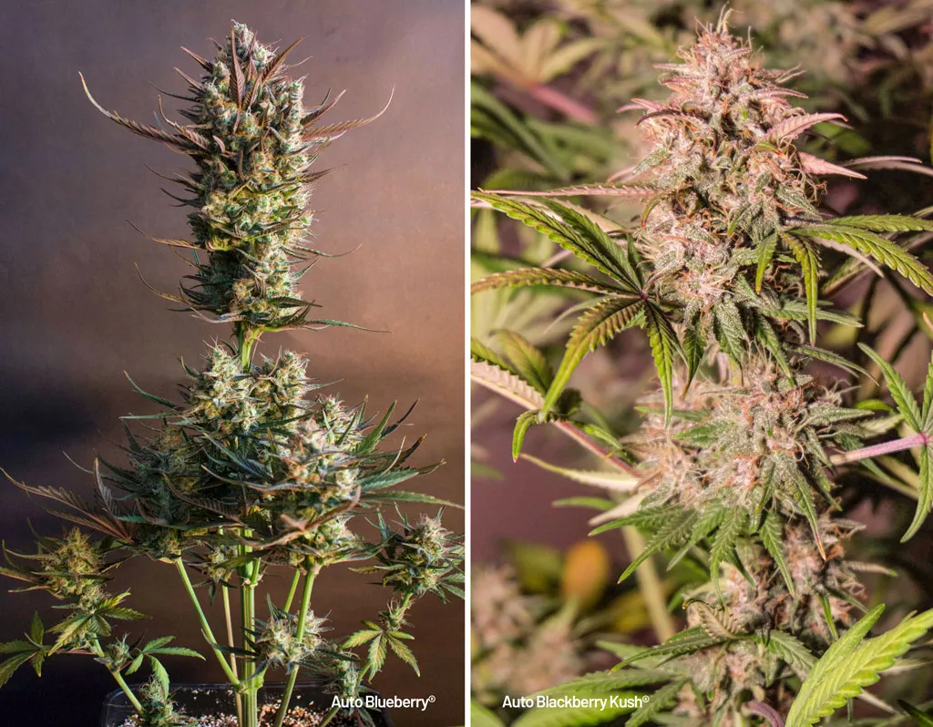 Fruity flowers, Auto Blueberry and Auto Blackberry Kush
