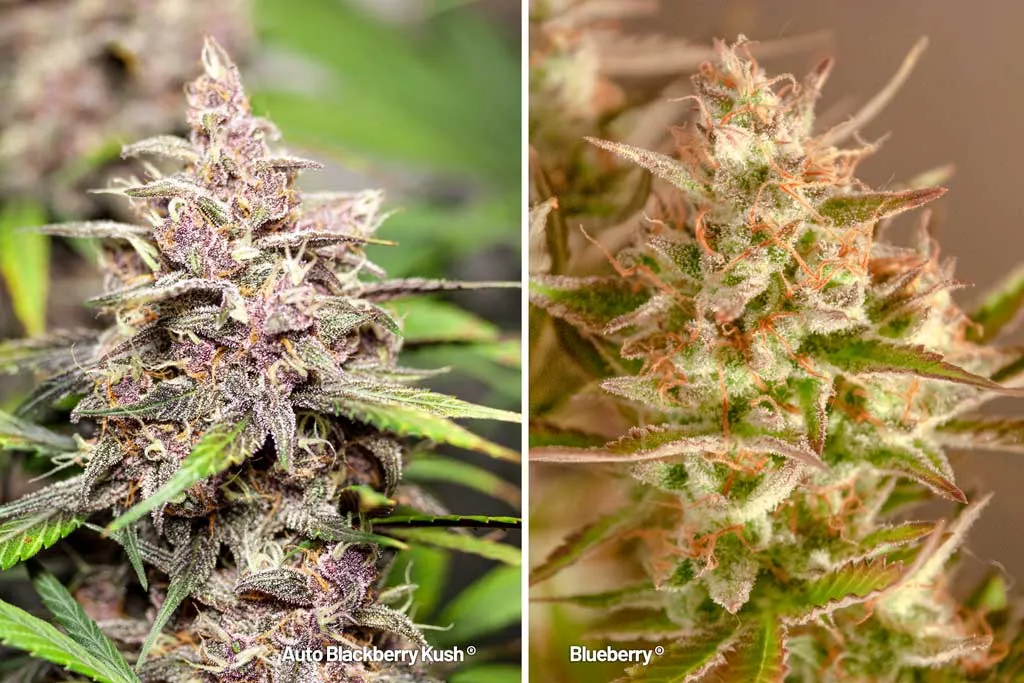 Auto Blackberry Kush vs Blueberry frosty flowers