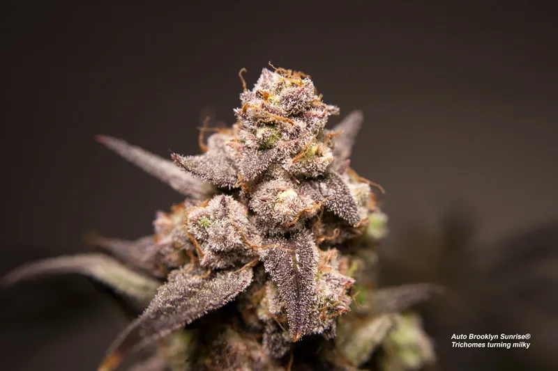 trichomes turning milky auto brooklyn sunrise