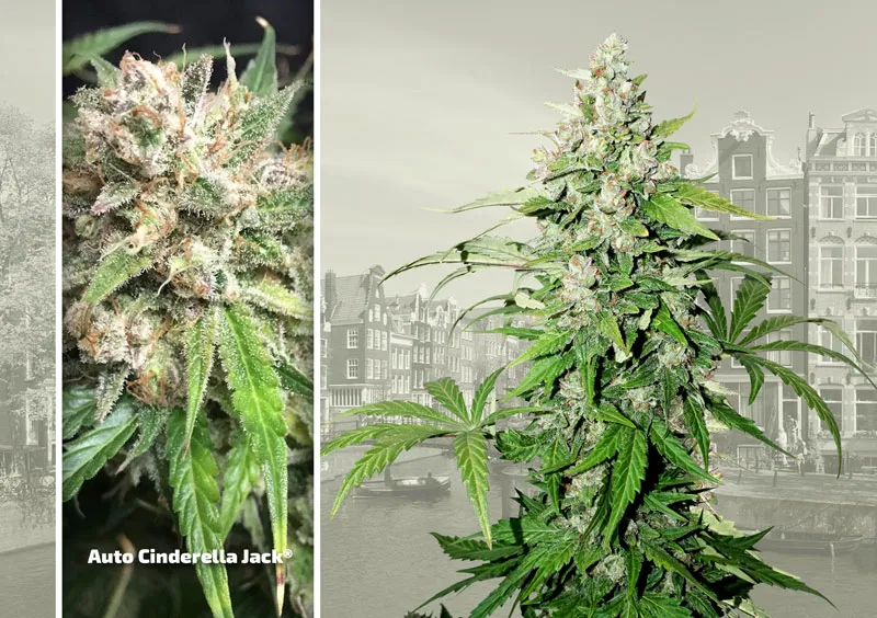 dutch-passion-cannabis-seed-company-top-5-autoflower-auto-cinderella-jack