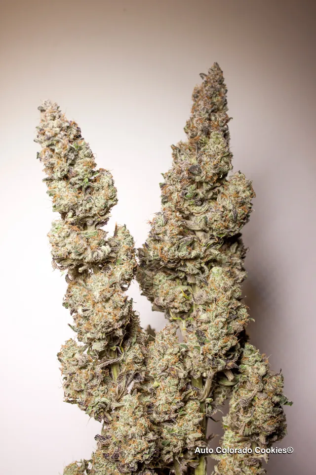 Quality  dried Colorado cookies cannabis