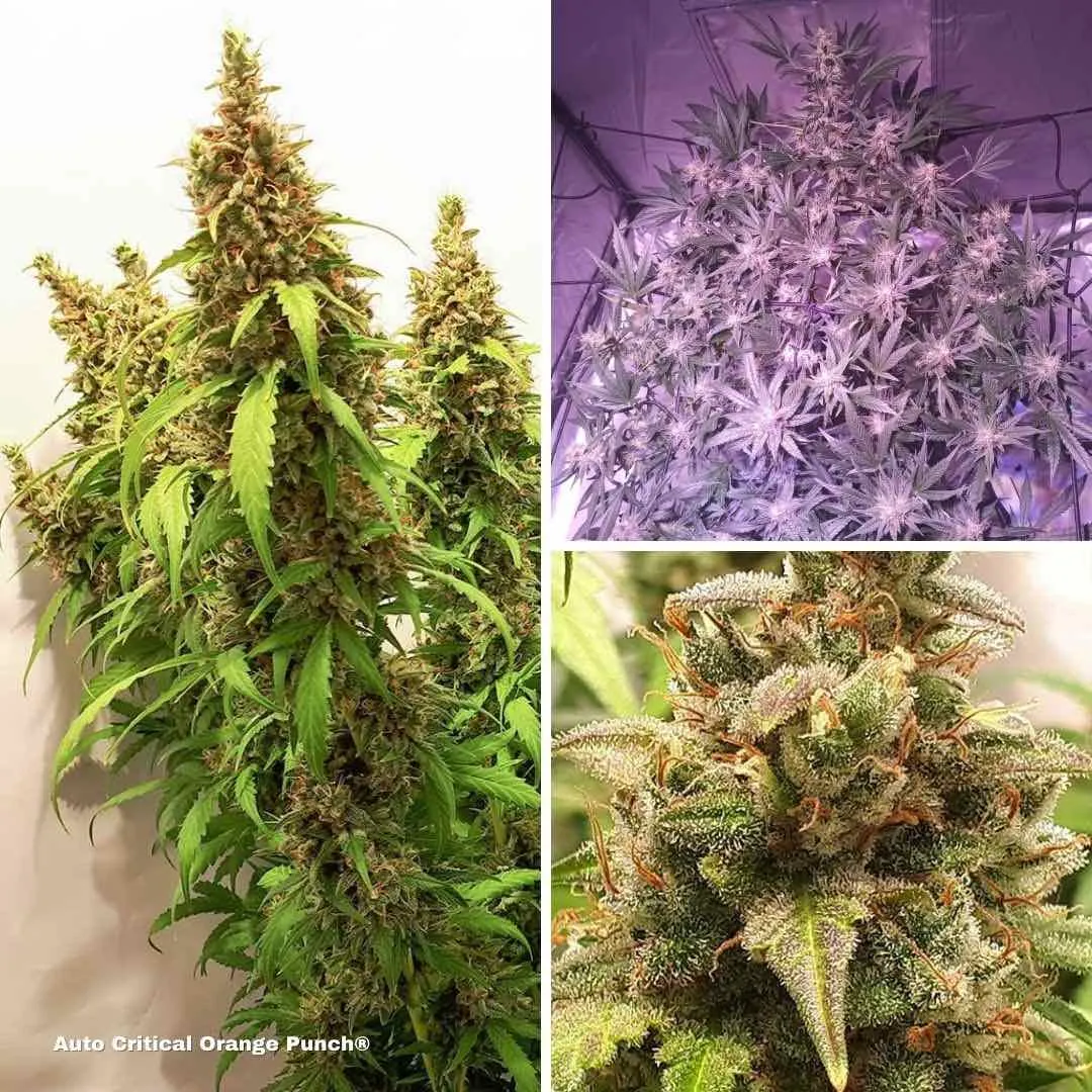 auto-critical-orange-punch-autoflower-cannabis-seeds-scrog-growing