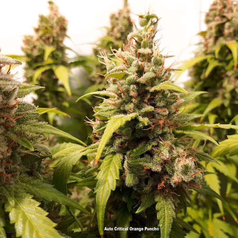 Auto Critical Orange Punch: High Times Top 10 autoflower champion!