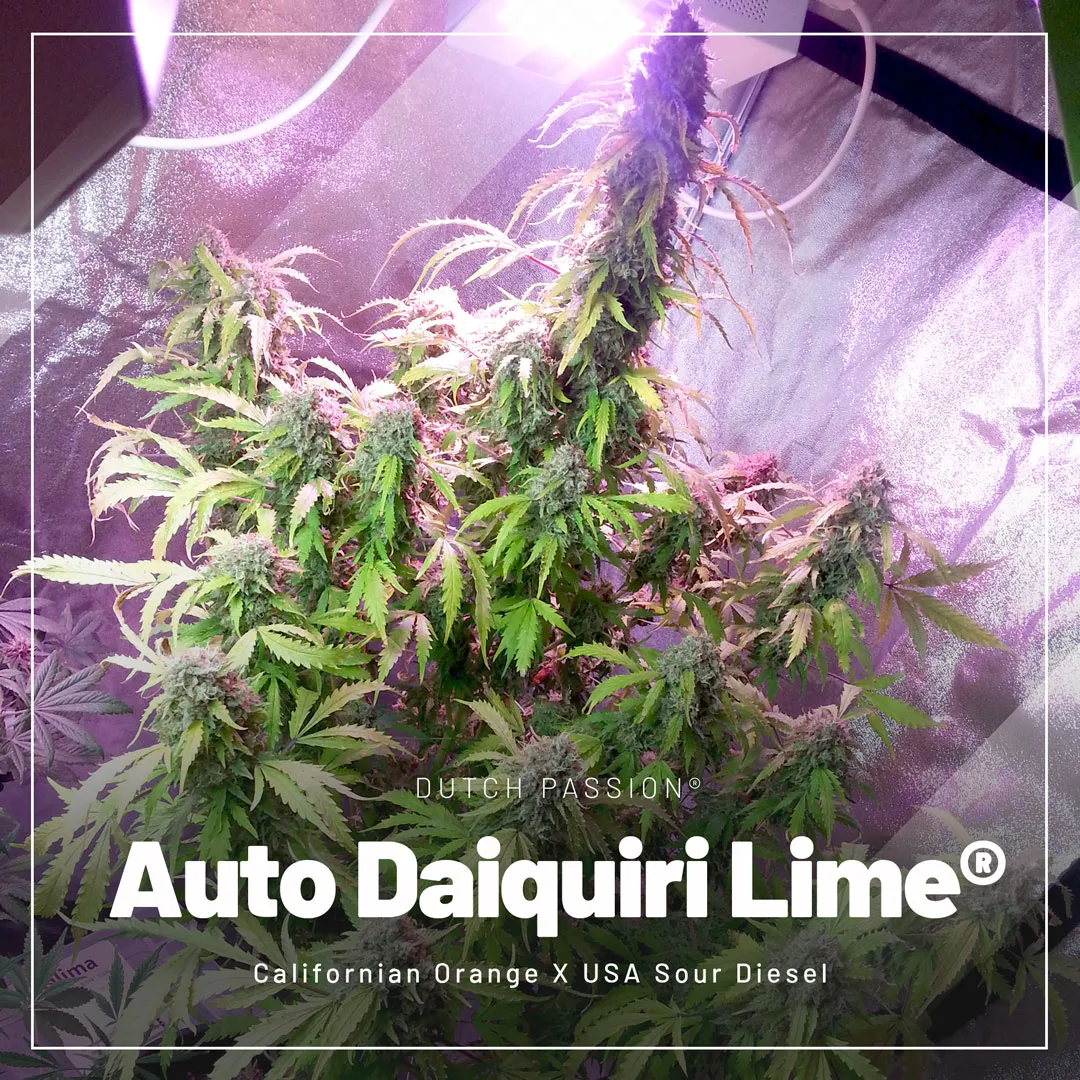 Auto Daiquiri Lime: USA Special high yield autoflower seed 