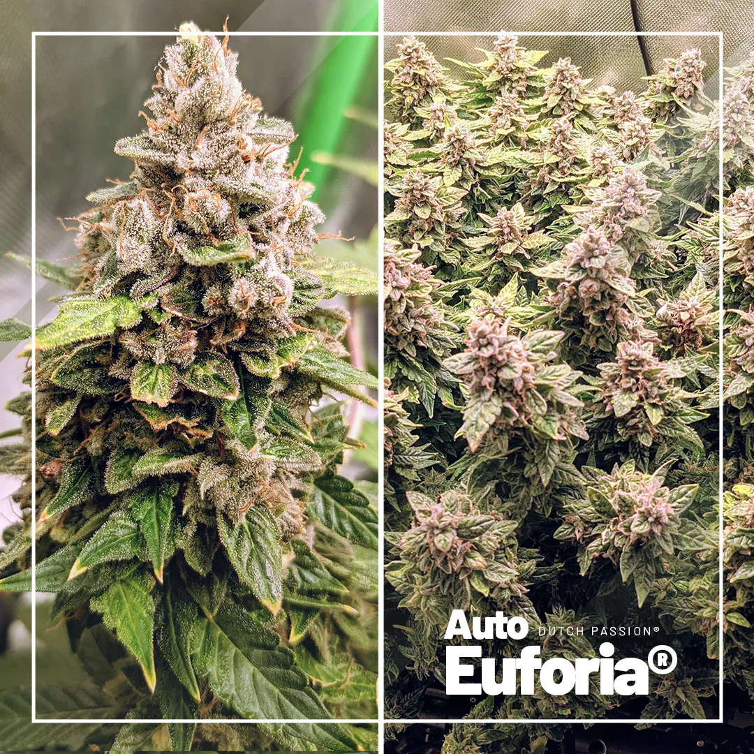 auto-euforia-budget-autoflower-seeds-dutch-passion-online-webshop