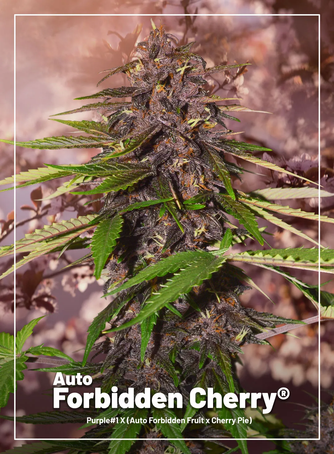 Auto Forbidden Cherry® autoflower cannabis seeds